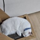 네일리리 이미지
