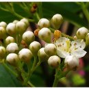 마가목민박 이미지