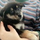 UR(상주시)-[삼백로]-하-32 | [유기견 입양기록] 포인핸드 상주시반려동물입양센터 후기, 유기견 강아지 입양절차 주의할 점