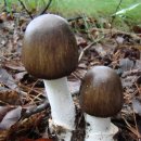 충북알프스자연휴양림 이미지