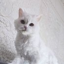 미용하냥 이미지