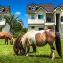 스파벨리스 이미지