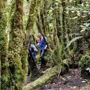 10월 10일 Waiomu Valley Track 이미지