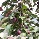 가실농장 이미지