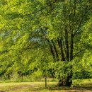 호두나무집 이미지