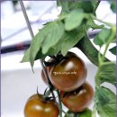 파로호느릅마을 이미지