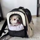 모드니세탁 | 반려견 여행 필수템 ✨ 모드니펫 강아지 백팩 리얼 후기 (포메라니안 4.3kg 사용 후기)