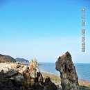 자월도 Daum카페