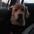 댕댕이라이프 이미지