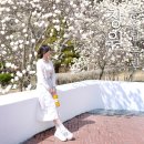 충혼탑 | 창원 충혼탑 목련 명소 지금이 만개입니다