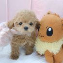 내품안의반려견 노원점 이미지