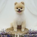 스타일펫 이미지