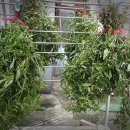 꼴베농장 이미지