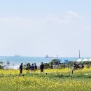 울산 유채꽃 축제/슬도 유채찬란 페스티벌 후기
