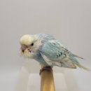 레인보우 앵무 이미지