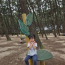 장항송림산림욕장에 다녀왔어요, 마음약방에 오세요. 이미지