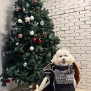 금화애견 | 빈티지하고 모던한 분위기의 산본역 애견동반 카페, 파피오