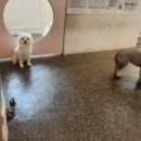 털찐댕댕이 이미지