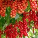 뚝심농장 이미지