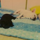 제리장군 이미지