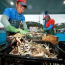 Weekender] From boat to table: Taean teems with blue crab riches 태안의 바닷게 이미지