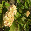 마리의냉장고 이미지