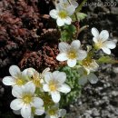 삭시프라가=색단초/돌꽃 바위솔-Spotted Saxifrage (Saxifraga bronchialis) 이미지