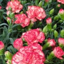 손해평가사 1차 - 재배학 및 원예작물학 이미지