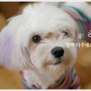 복실이 이미지