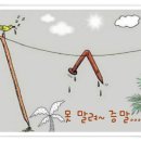 시골오리 이미지