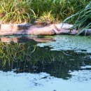 태화강 철새공원 이미지