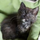 고양이눈 이미지