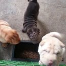 석류애견 이미지