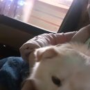 개 친절 펫택시 이미지