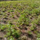 구주령 산채농원 이미지