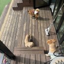 아이조아펫파크 서울점 | <용산>아이조아 펫파크 서울점