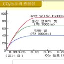대한광합성