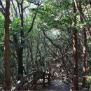한라산천연보호구역 이미지
