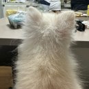 개님은 털빨 | 나루토가 귀멸의 칼날에 나오는 캐릭터야?