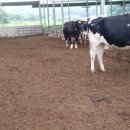 수억목장 이미지