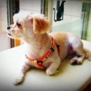 품 동물병원 이미지