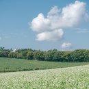 어느덧, 메밀꽃 필 무렵 이미지