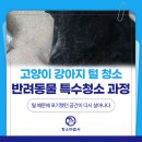 반려당 | 고양이털청소후기 강아지까지 함께! 반려동물특수청소 과정과 가격 꼼꼼 정리