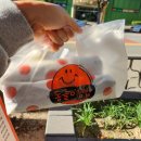 주홍김밥 이미지