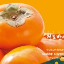 재임농장 | 씨 없는 달콤한 유혹, 온 가족이 즐기는 청도 반시의 매력