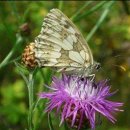 월미문화로 이미지