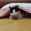 샐리동물병원 이미지