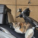 응암동 109-1 | 7월, 나는 그 언덕의 노래였으면 했지