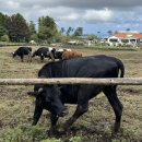 야원목장 이미지