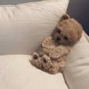 꼬꼬슈퍼 이미지